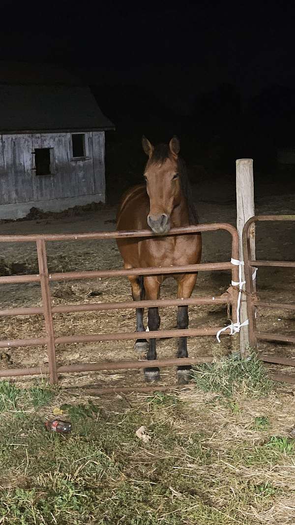 azteca-horse-for-sale