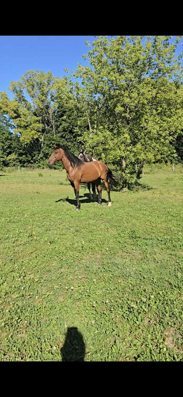 azteca-horse