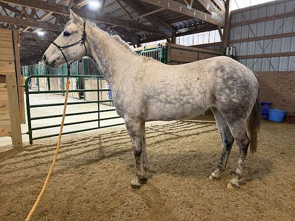 all-around-quarter-horse