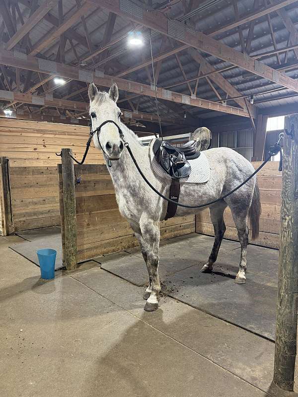 beginner-quarter-horse