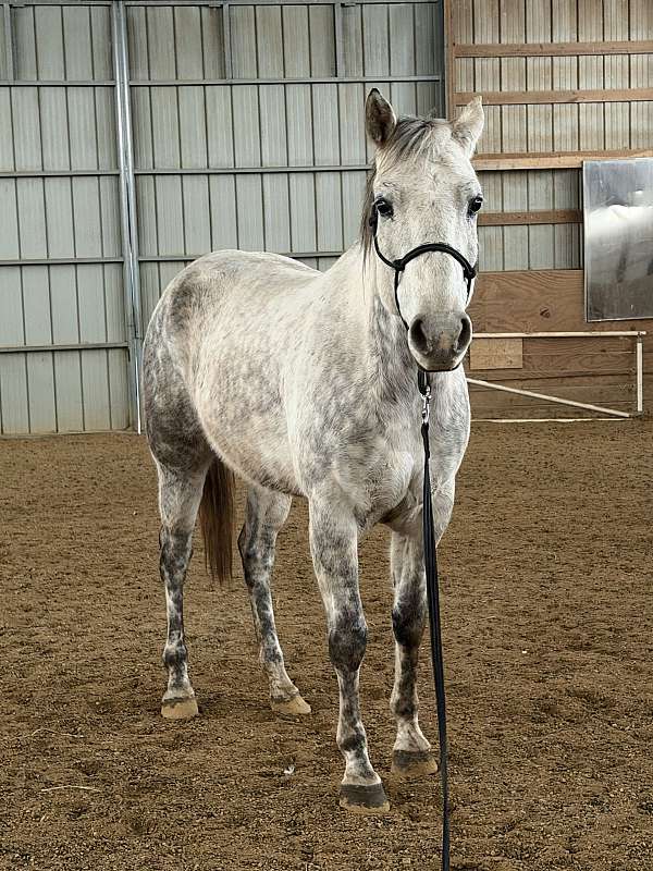 dappled-quarter-horse