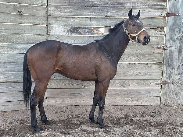 barrel-thoroughbred-horse