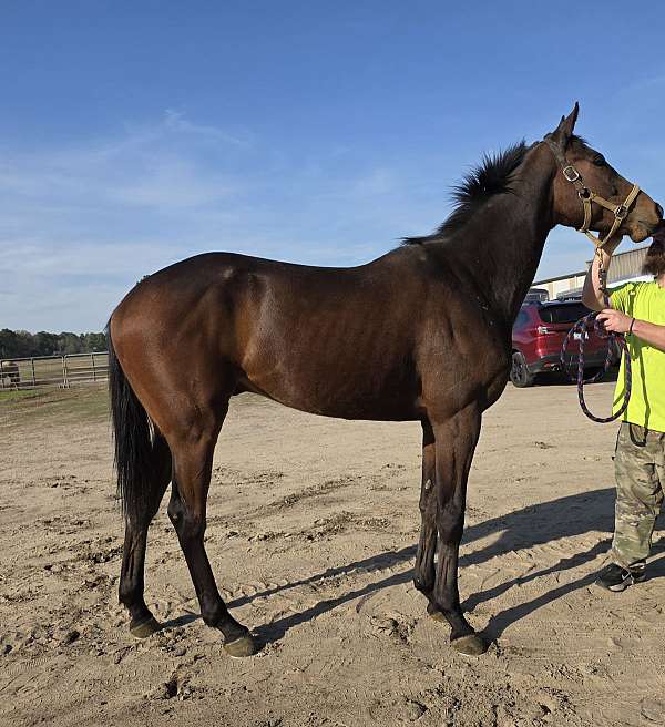 athletic-thoroughbred-horse