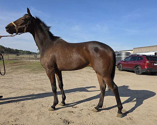 all-around-thoroughbred-horse
