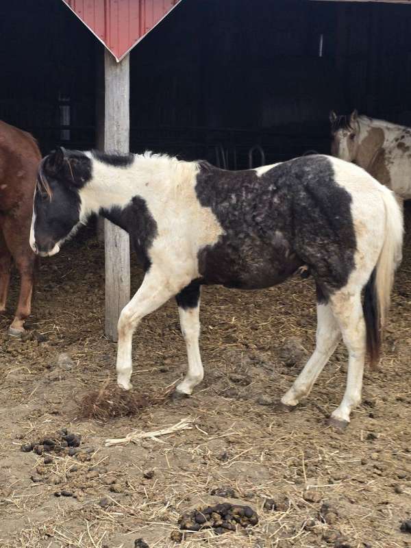 blue-roan-working-co-horse