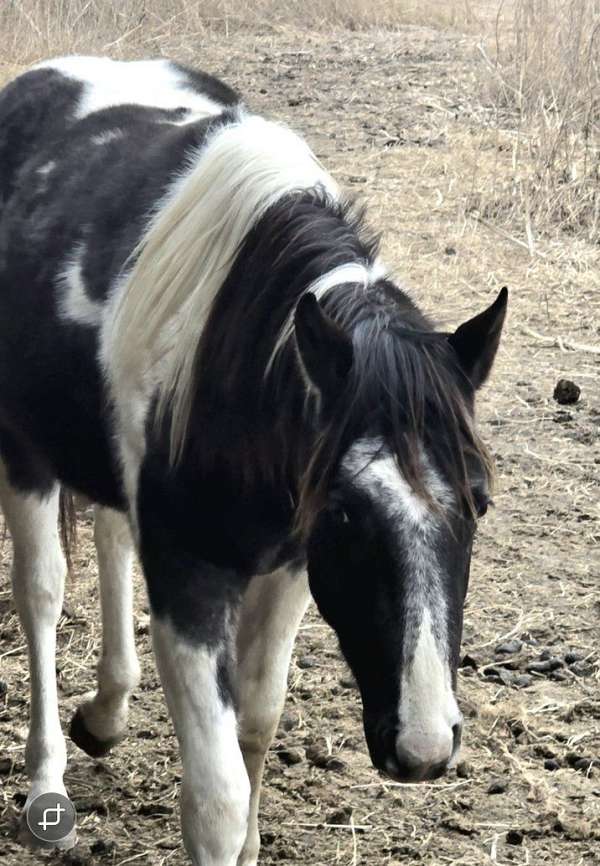 working-co-stallion