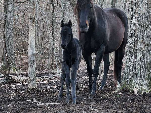none-horse