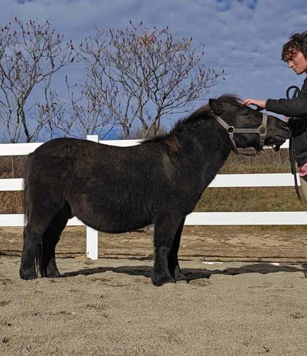 mini-driving-miniature-pony
