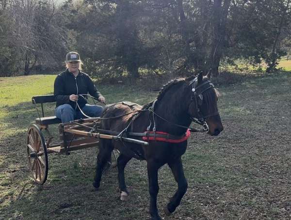 crossbred-pony-for-sale