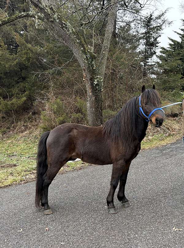 crossbred-pony-stallion