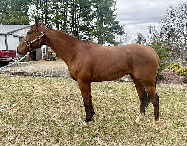 thoroughbred-horse-for-sale