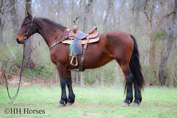 all-around-friesian-horse