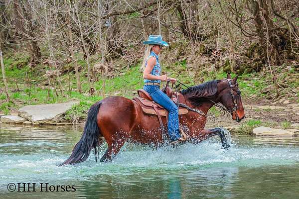 athletic-friesian-horse