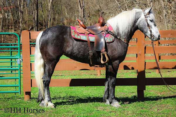 team-pe-percheron-horse