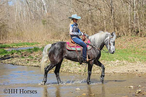 all-around-percheron-horse