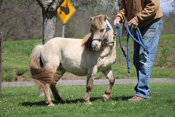 all-dun-traits-horse