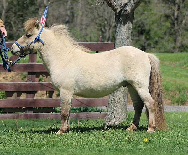 champagne-all-dun-traits-horse