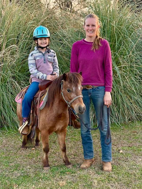 bay-roan-companion-flashy-pony