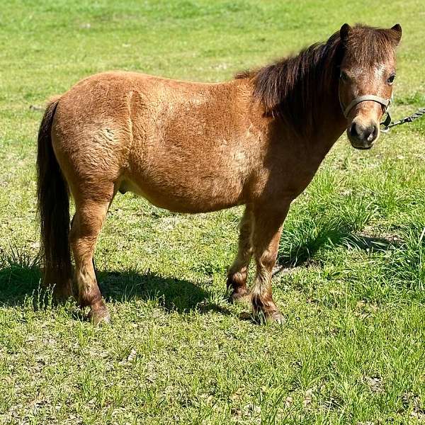 9-hand-bay-roan-pony