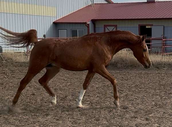 white-socks-blaze-horse