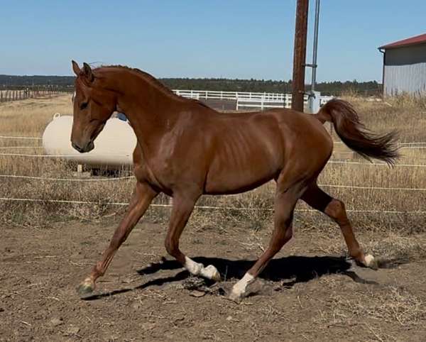 arabian-horse