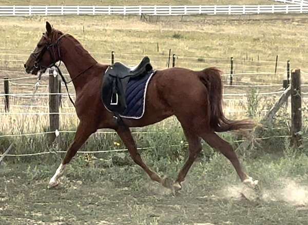 arabian-gelding-horse