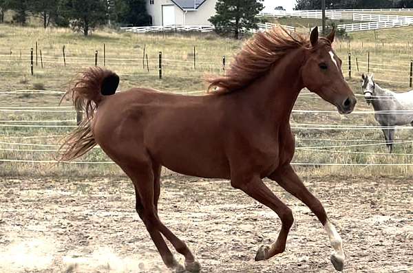 dressage-arabian-horse