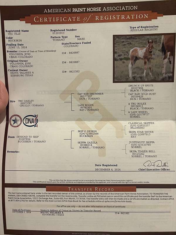 tobiano-horse