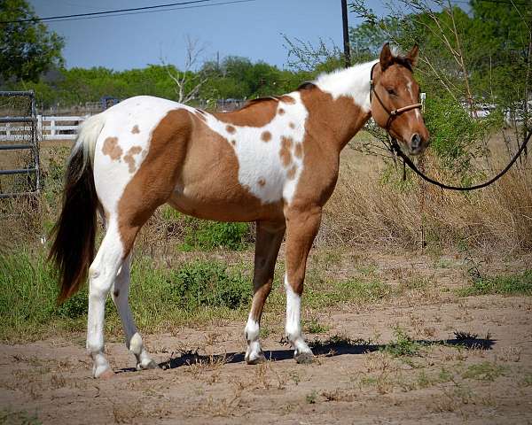 all-around-roping-paint-horse