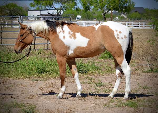 dun-all-around-roping-horse