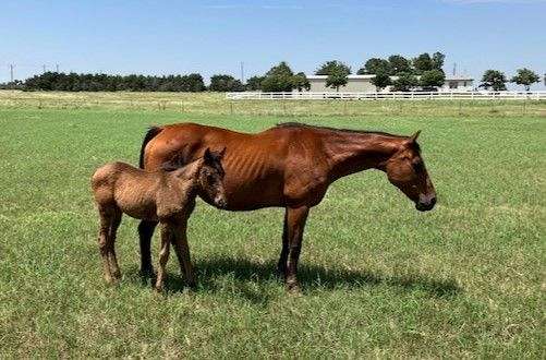star-stripe-snip-horse