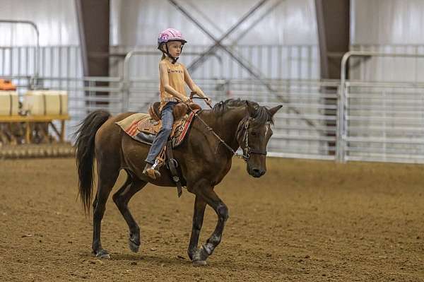 pony-gelding