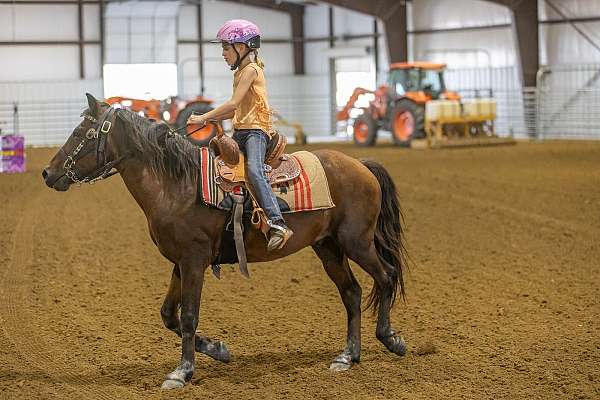 pony-for-sale