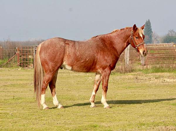 quarter-horse