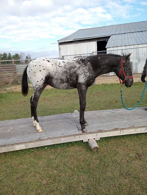 p-appaloosa-horse