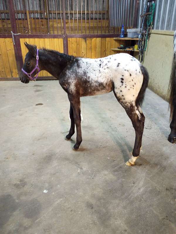 p-colt