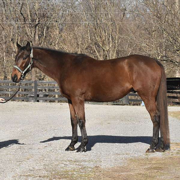 none-horse