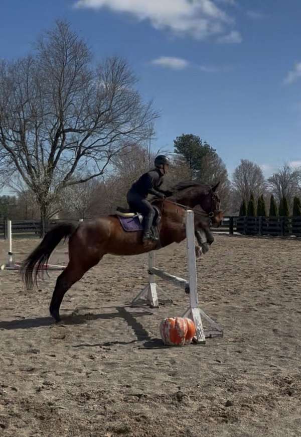 bay-none-horse