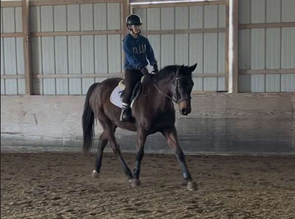 eventing-thoroughbred-horse