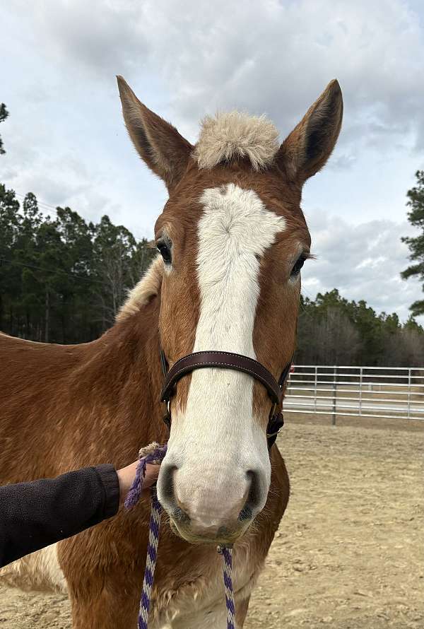 17-hand-belgian-gelding