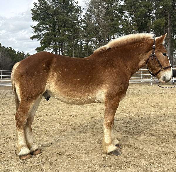 sorrel-gelding-for-sale