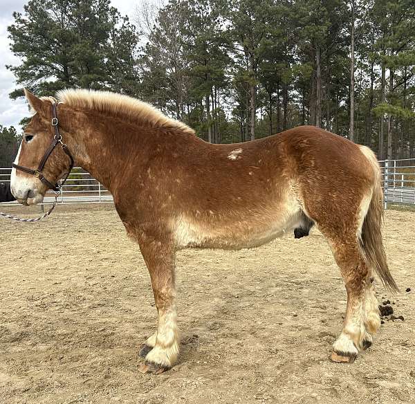 sorrel-belgian-gelding