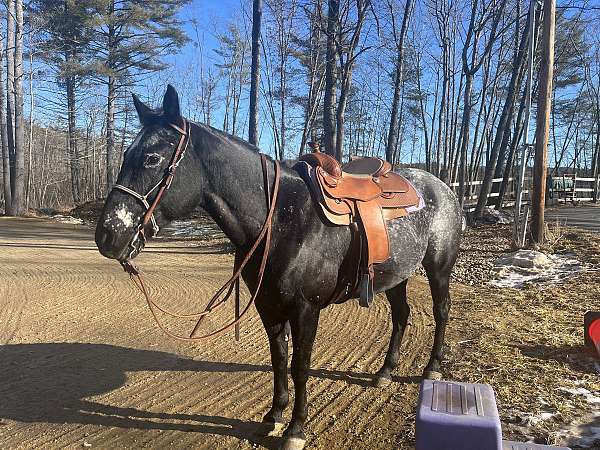 appaloosa-mare