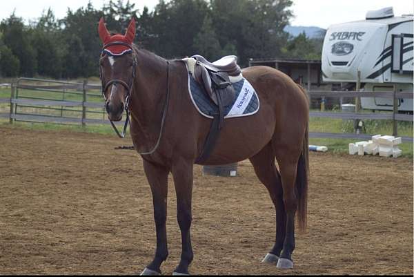 athletic-holsteiner-horse