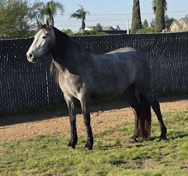 grey-andalusian-filly