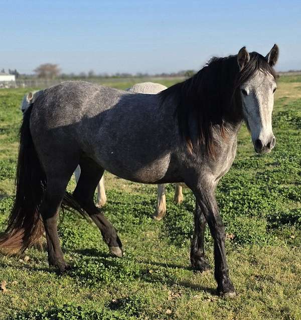 grey-no-markings-horse
