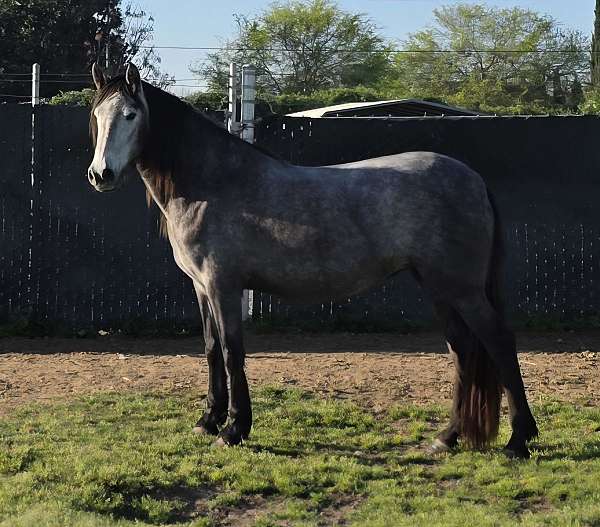 no-markings-horse