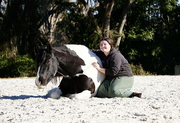 beginner-gypsy-vanner-horse