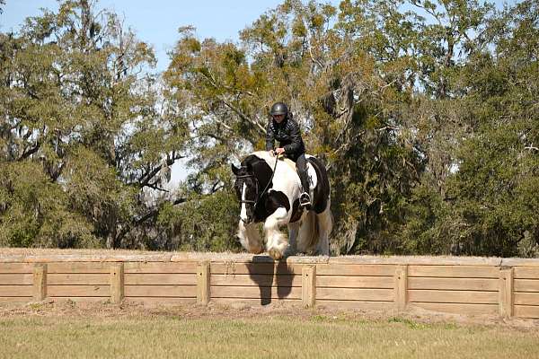athletic-gypsy-vanner-horse