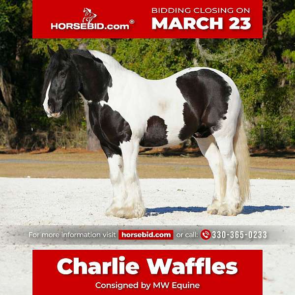 all-around-gypsy-vanner-horse